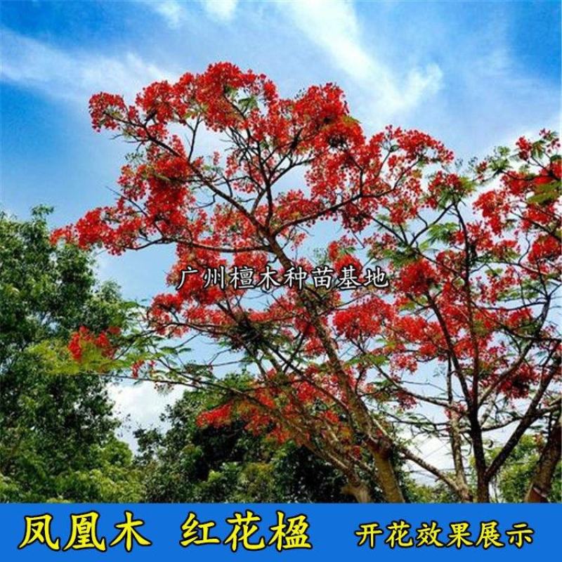 凤凰木树苗蓝花楹树苗凤凰树红花楹小苗火树庭院绿