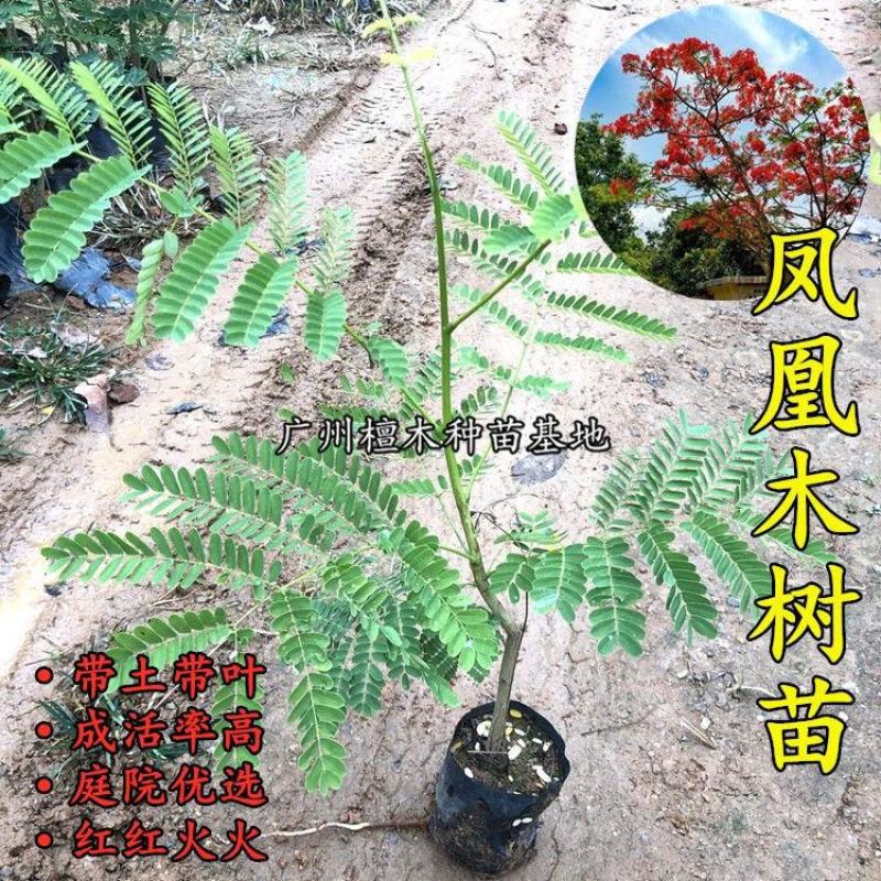 凤凰木树苗蓝花楹树苗凤凰树红花楹小苗火树庭院绿