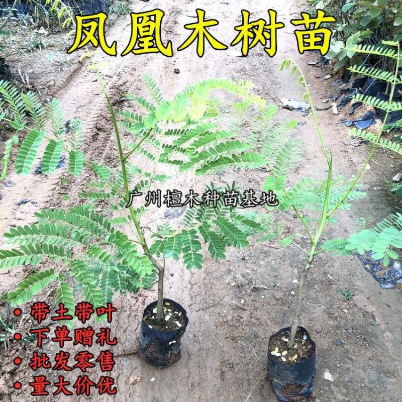 凤凰木树苗蓝花楹树苗凤凰树红花楹小苗火树庭院绿
