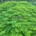 凤凰木树苗蓝花楹树苗凤凰树红花楹小苗火树庭院绿