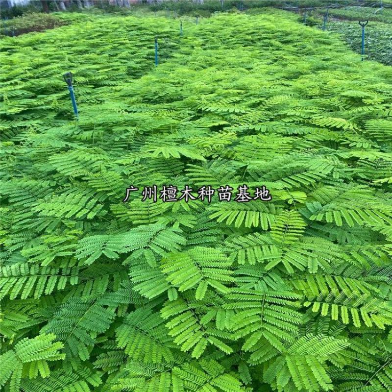凤凰木树苗蓝花楹树苗凤凰树红花楹小苗火树庭院绿