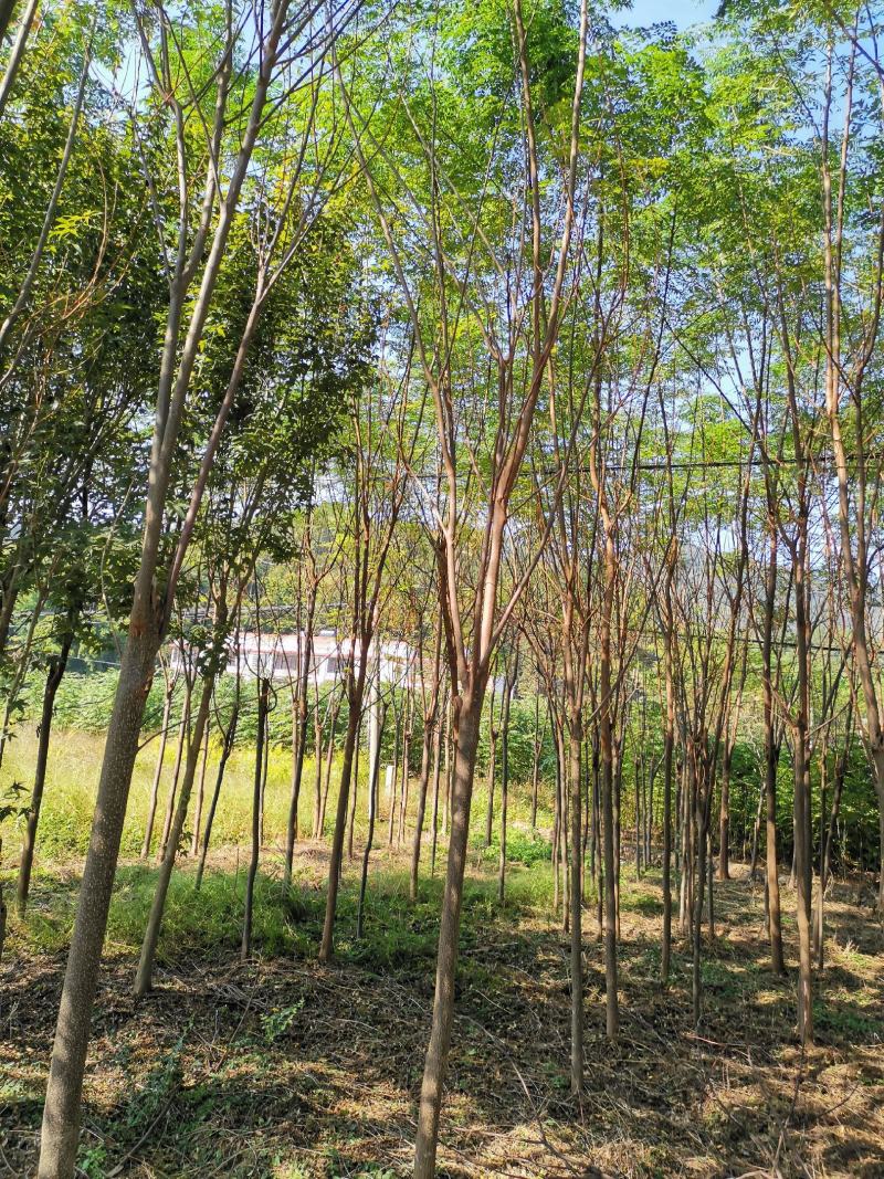 苦楝树1----15公分，有需要的联系我，具体详谈。
