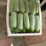 百亩精品瓠瓜蒲瓜白瓜大量供应，诚信合作量大从优。