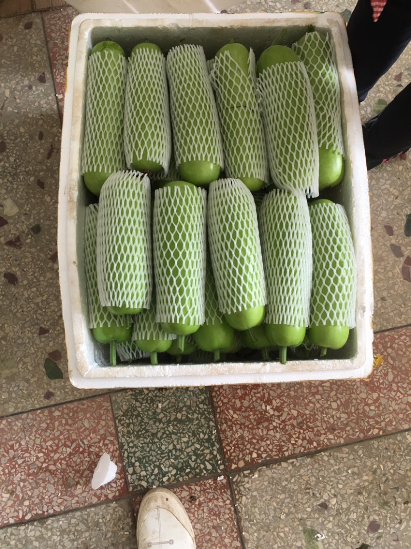 百亩精品瓠瓜蒲瓜白瓜大量供应，诚信合作量大从优。