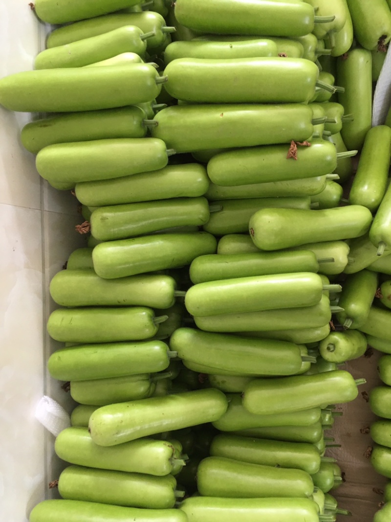 百亩精品瓠瓜蒲瓜白瓜大量供应，诚信合作量大从优。