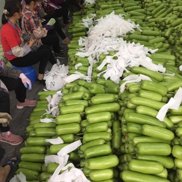百亩精品瓠瓜蒲瓜白瓜大量供应，诚信合作量大从优。