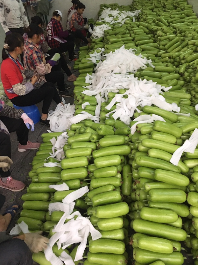 百亩精品瓠瓜蒲瓜白瓜大量供应，诚信合作量大从优。