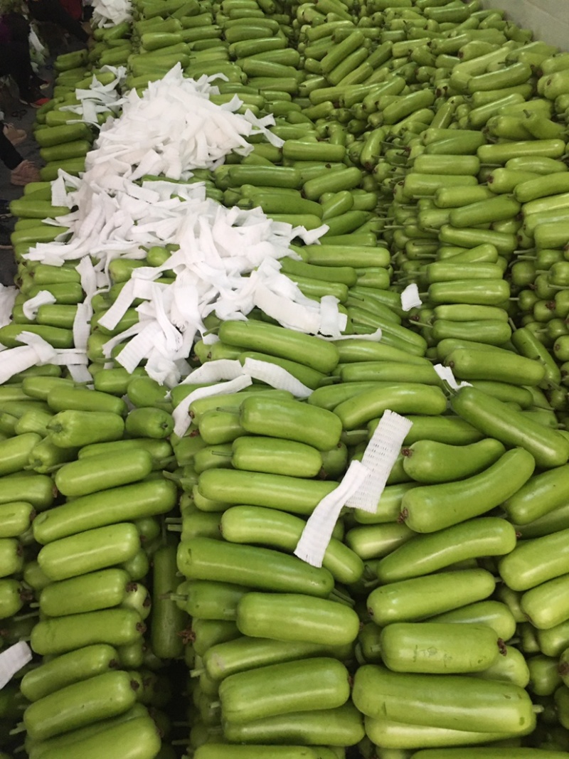 百亩精品瓠瓜蒲瓜白瓜大量供应，诚信合作量大从优。