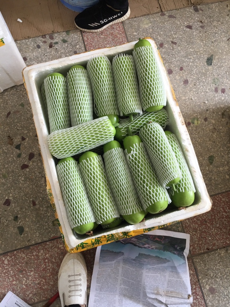 百亩精品瓠瓜蒲瓜白瓜大量供应，诚信合作量大从优。