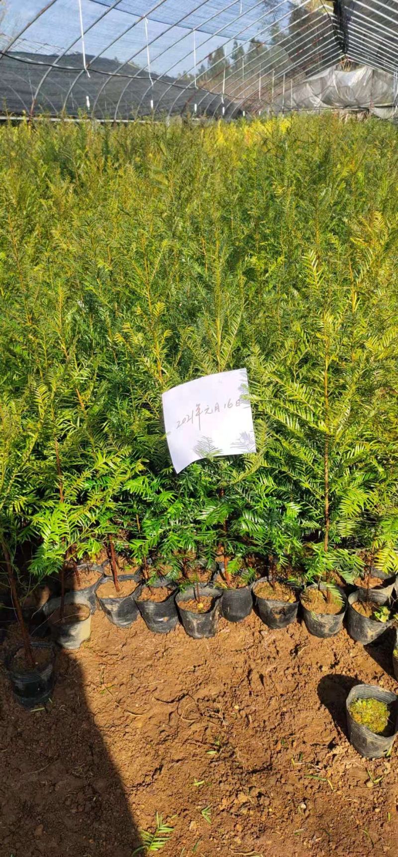 红豆杉杯苗1----3公分，有需要的联系我，具体详谈。
