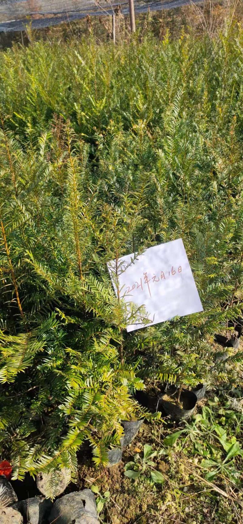 红豆杉杯苗1----3公分，有需要的联系我，具体详谈。