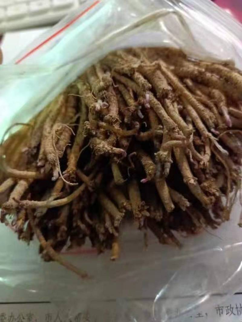 当归当归苗黄芪苗党参苗