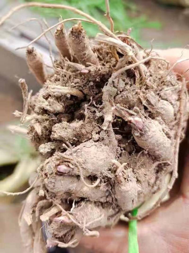 当归当归苗黄芪苗党参苗