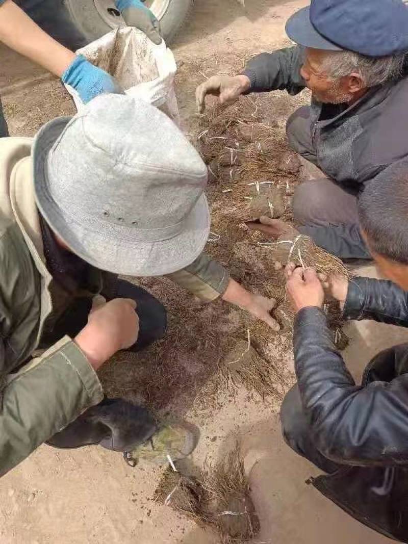 当归当归苗黄芪苗党参苗