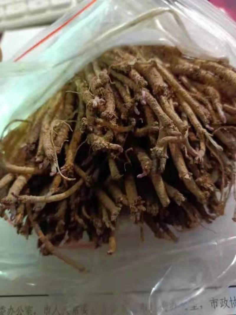 当归当归苗黄芪苗党参苗