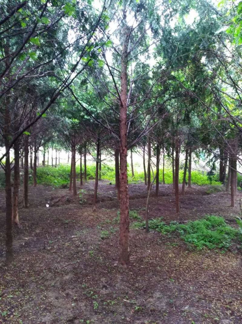 红豆杉1-------3公分，有需要的联系我，具体详谈。