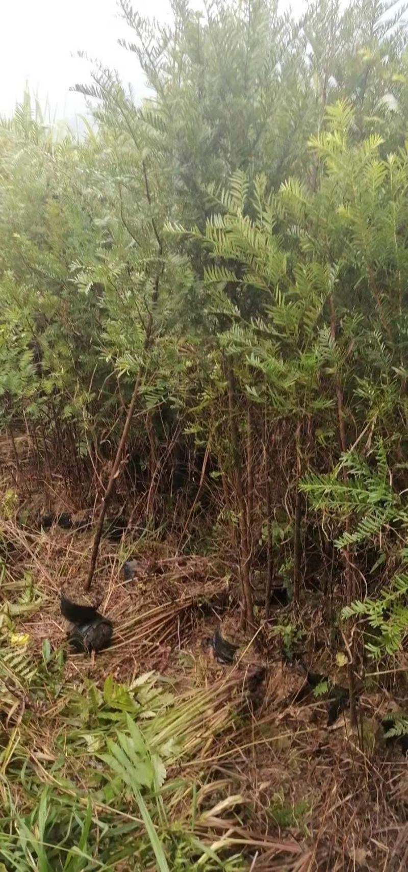 红豆杉6----12公分，有需要的联系我，具体详谈。