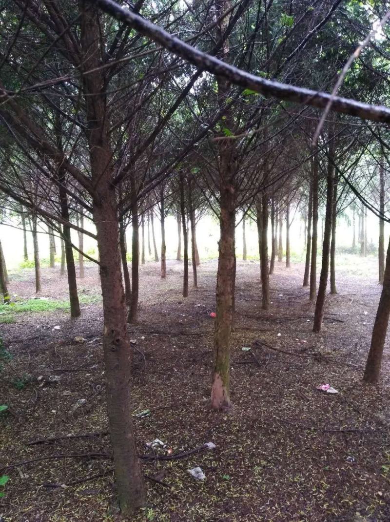 红豆杉6----12公分，有需要的联系我，具体详谈。
