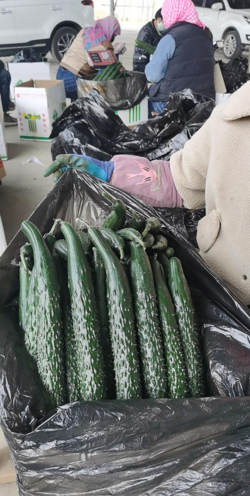 甘肃靖远精密刺黄瓜，干花带刺，35-50cm，团队供货。