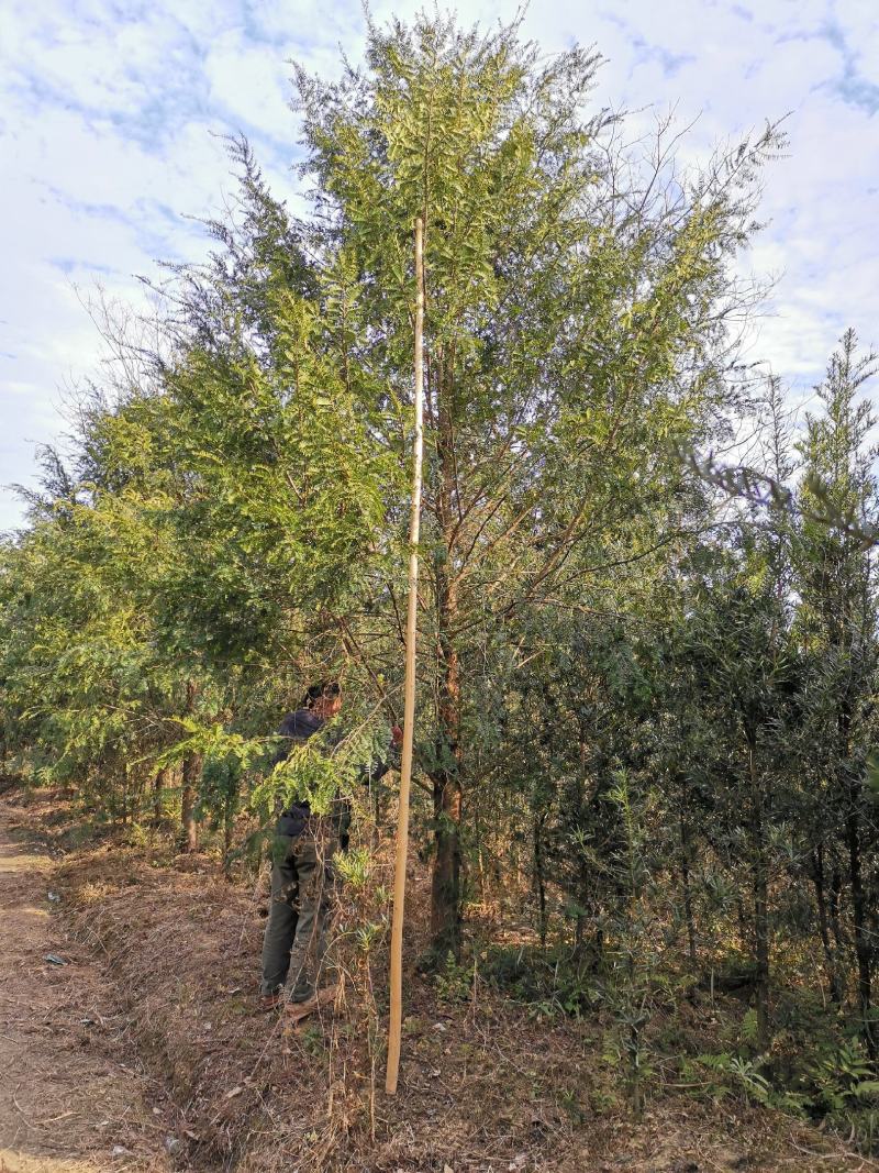 红豆杉1--20公分，有需要的联系我，具体详谈。