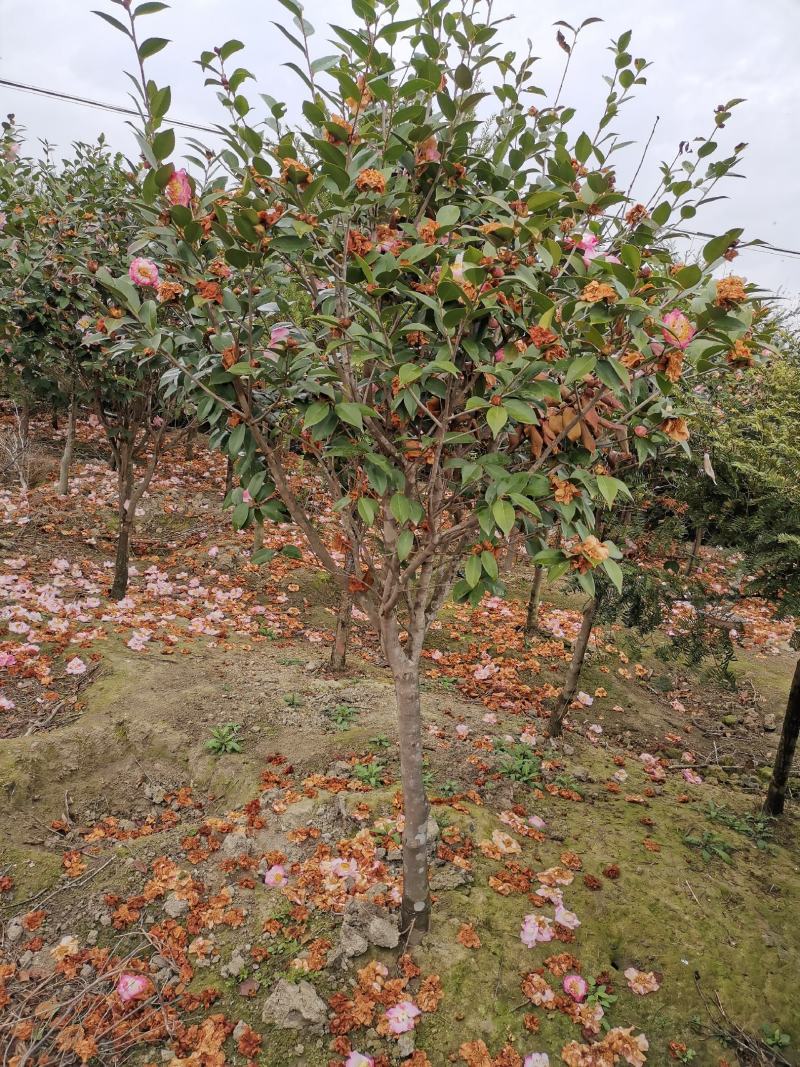 南酸枣苗1--------5有需要的联系我，具体详谈。