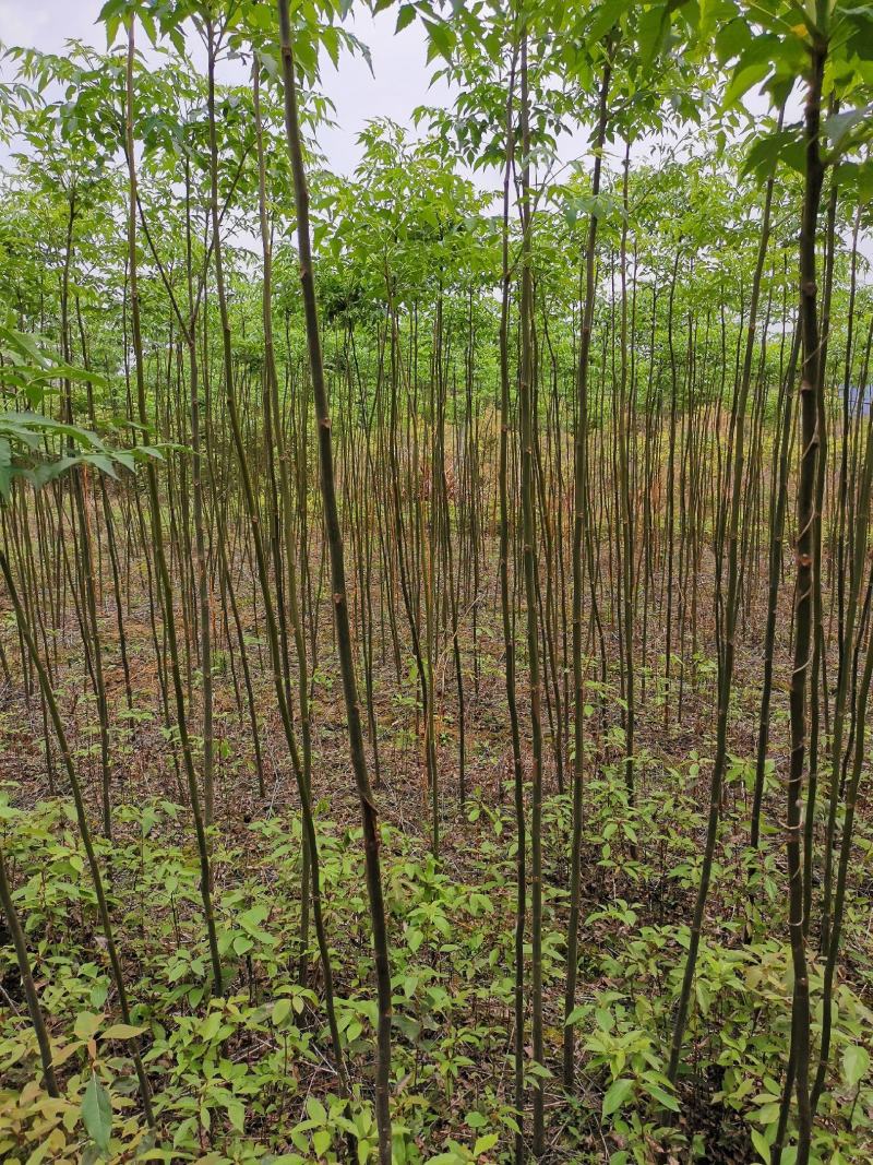南酸枣苗1--------5有需要的联系我，具体详谈。