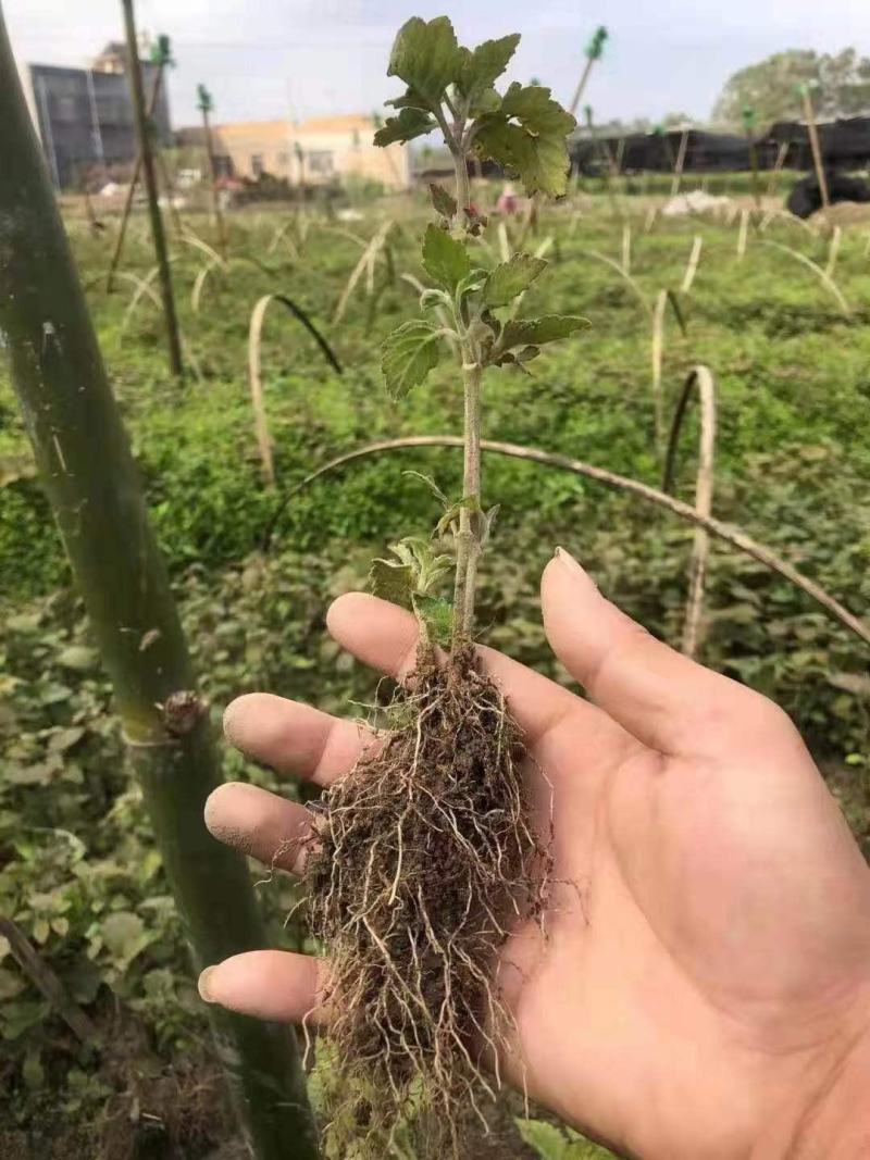 优良品种广霍香苗产量高包回收