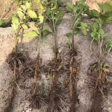 优良品种广霍香苗产量高包回收
