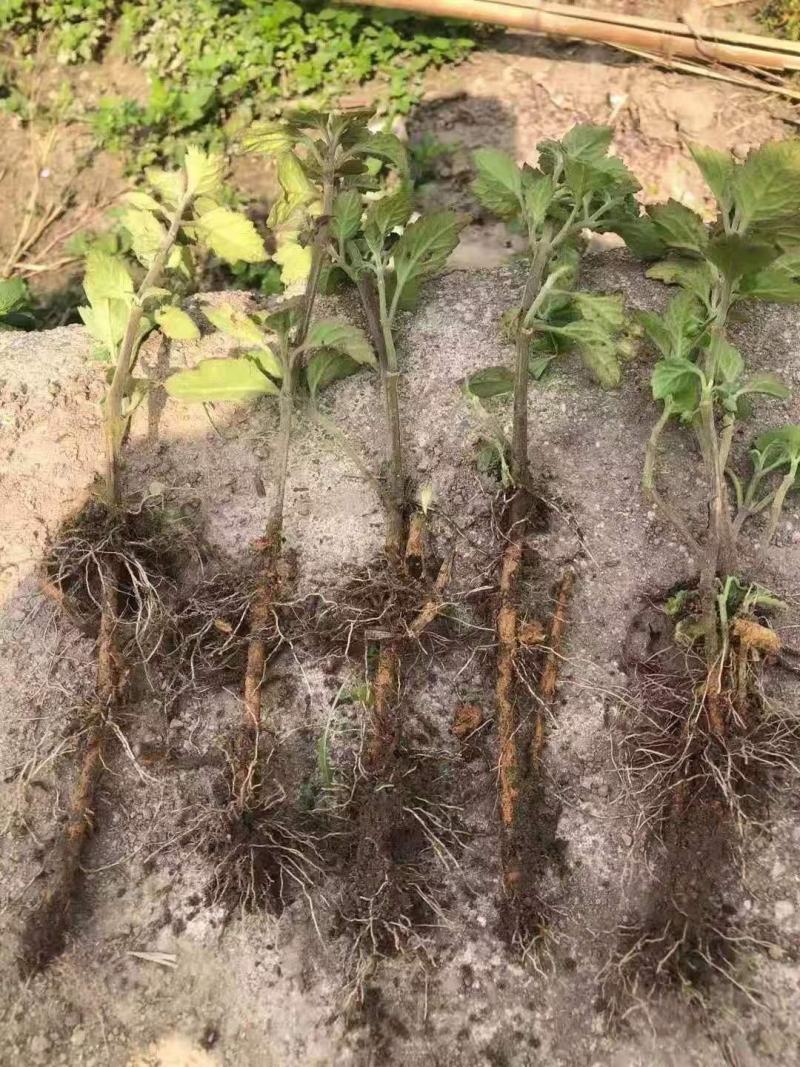 优良品种广霍香苗产量高包回收