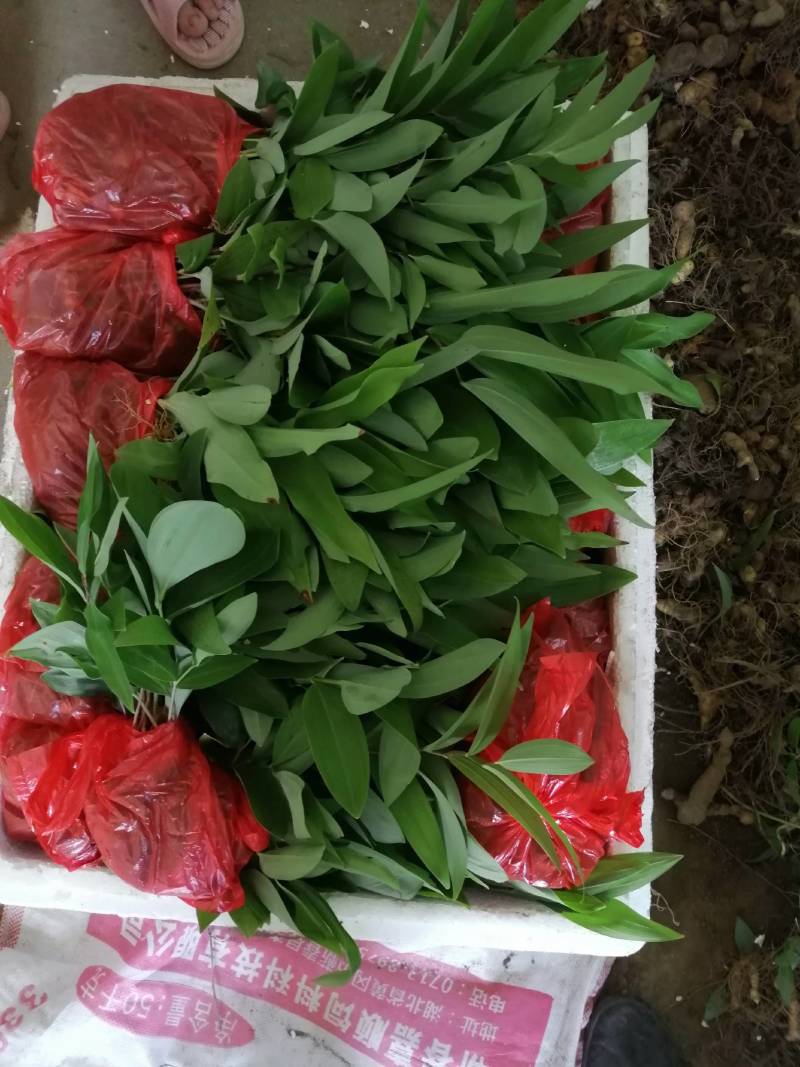 多花姜型黄精苗黄精种子纯野生种植黄精种苗老虎姜苗
