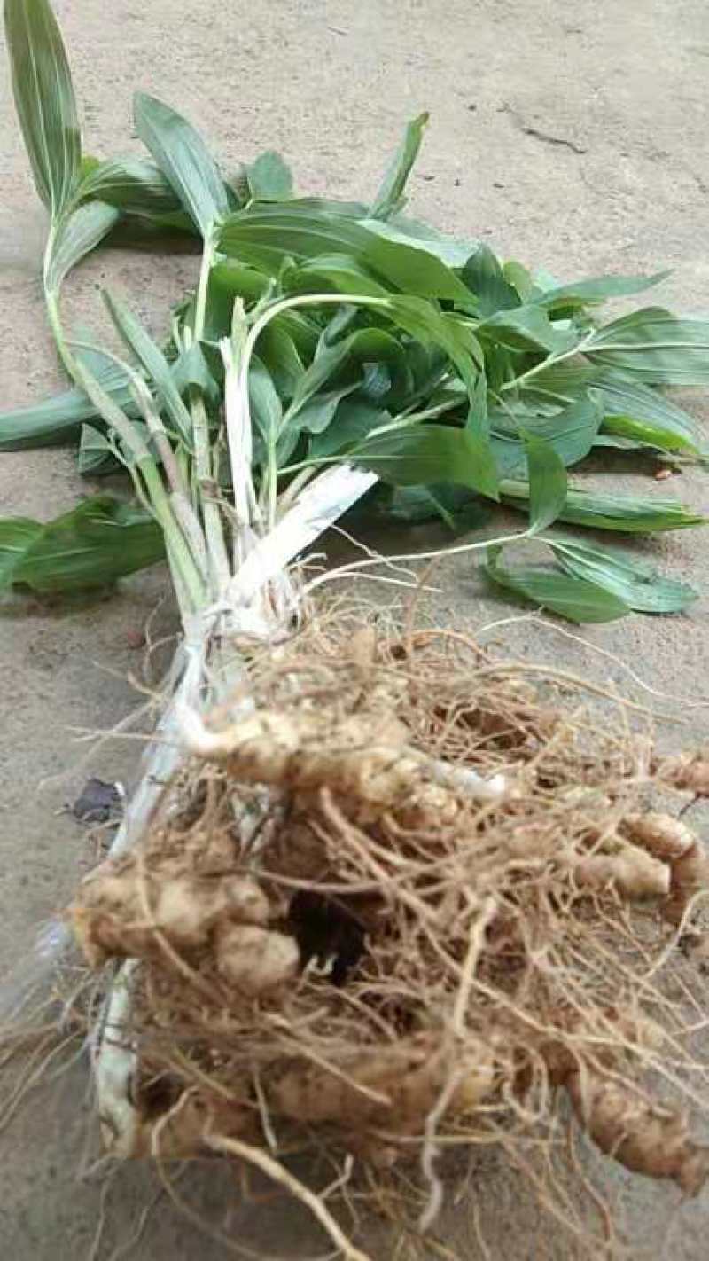 多花姜型黄精苗黄精种子纯野生种植黄精种苗老虎姜苗
