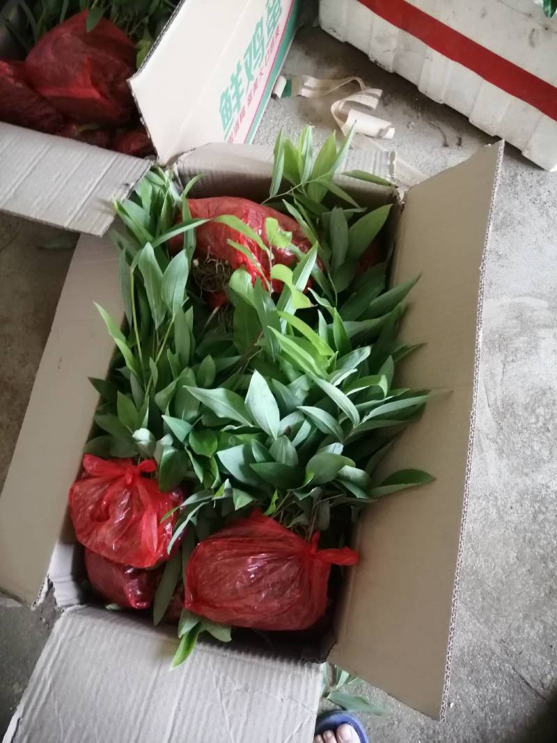 多花姜型黄精苗黄精种子纯野生种植黄精种苗老虎姜苗