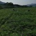 多花姜型黄精苗黄精种子纯野生种植黄精种苗老虎姜苗