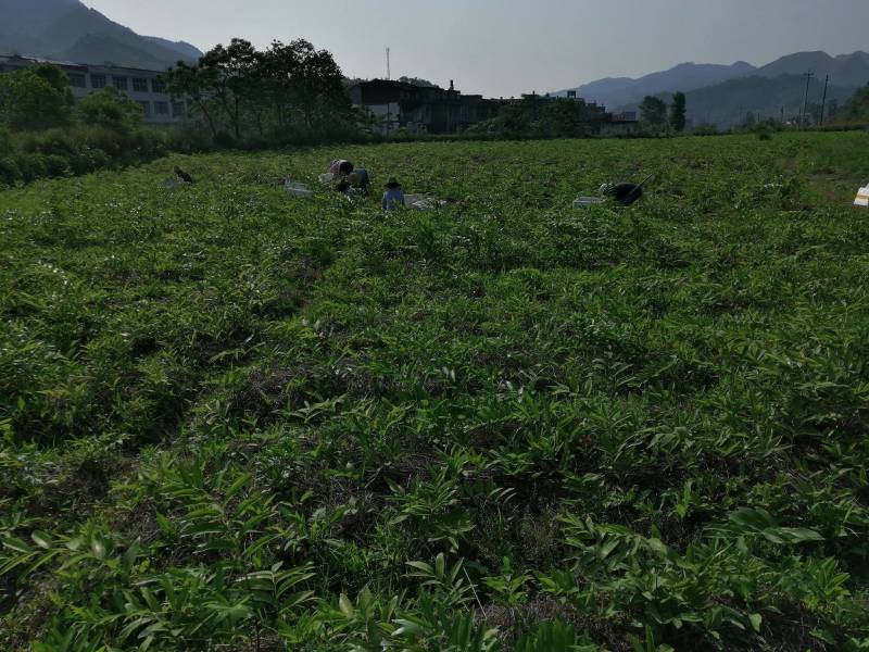 多花姜型黄精苗黄精种子纯野生种植黄精种苗老虎姜苗