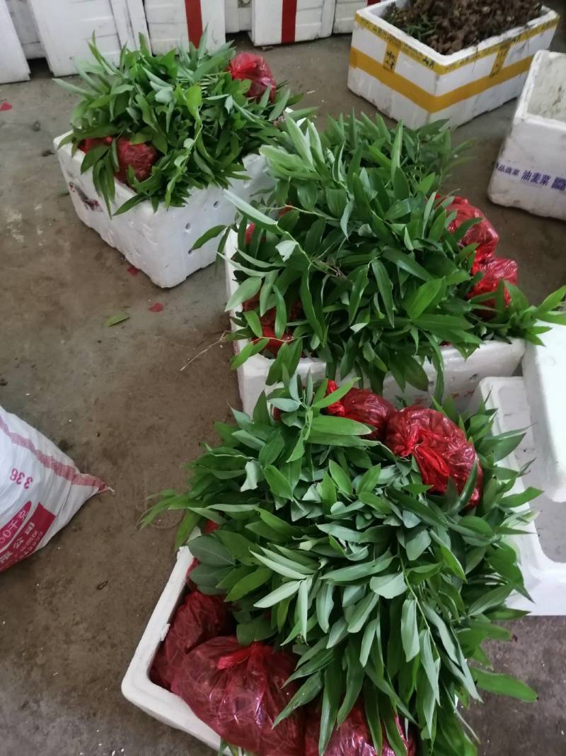 多花姜型黄精苗黄精种子纯野生种植黄精种苗老虎姜苗