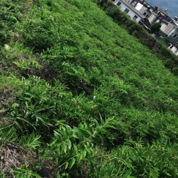 多花姜型黄精苗黄精种子纯野生种植黄精种苗老虎姜苗