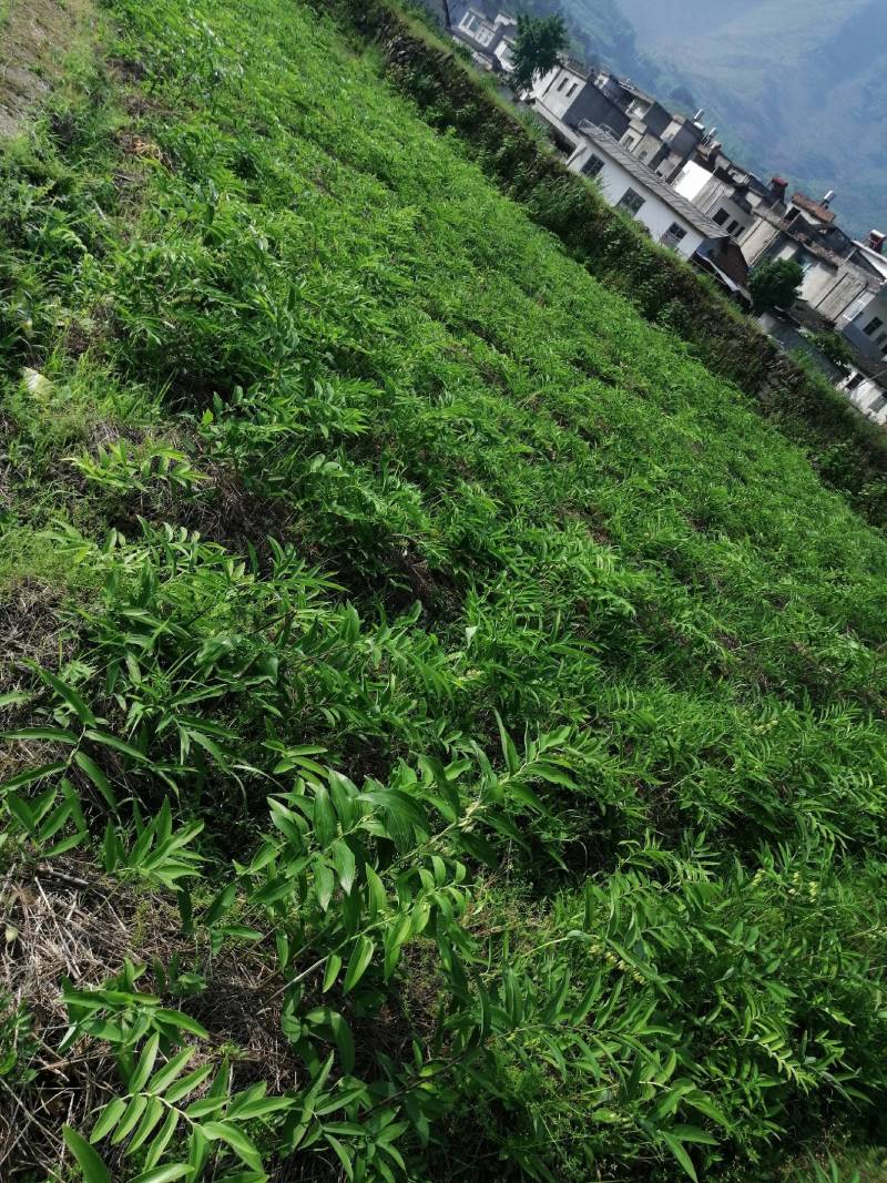 多花姜型黄精苗黄精种子纯野生种植黄精种苗老虎姜苗