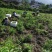 多花姜型黄精苗黄精种子纯野生种植黄精种苗老虎姜苗