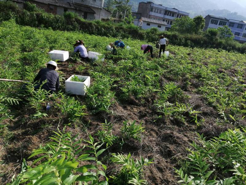 多花姜型黄精苗黄精种子纯野生种植黄精种苗老虎姜苗