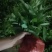 多花姜型黄精苗黄精种子纯野生种植黄精种苗老虎姜苗