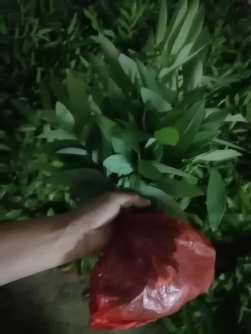 多花姜型黄精苗黄精种子纯野生种植黄精种苗老虎姜苗