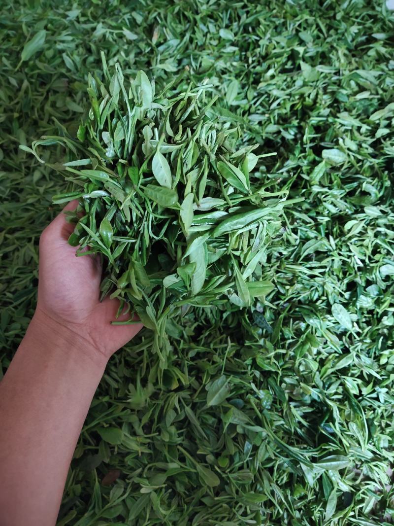 茶叶，今年新茶叶，高山生长，回味甘甜