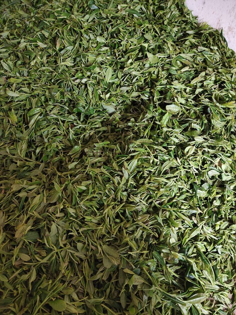 茶叶，今年新茶叶，高山生长，回味甘甜