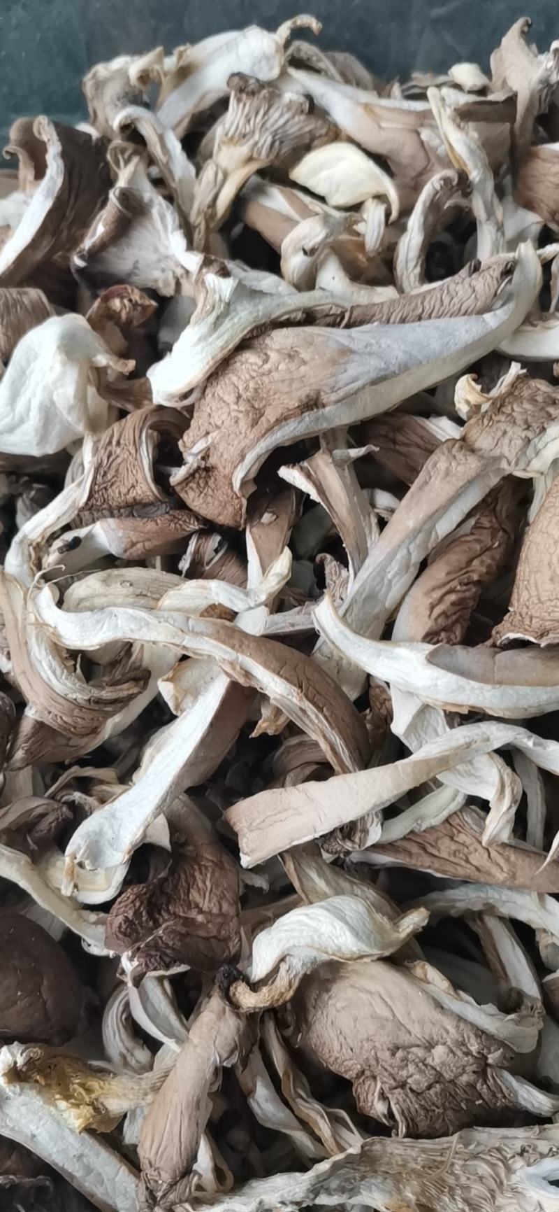 干平菇产地直发全国发货晒干烘干都有