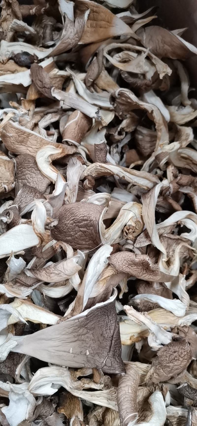 干平菇产地直发全国发货晒干烘干都有
