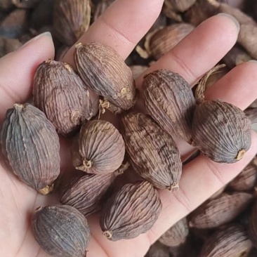 云南草果产地直销大量批发价格实惠