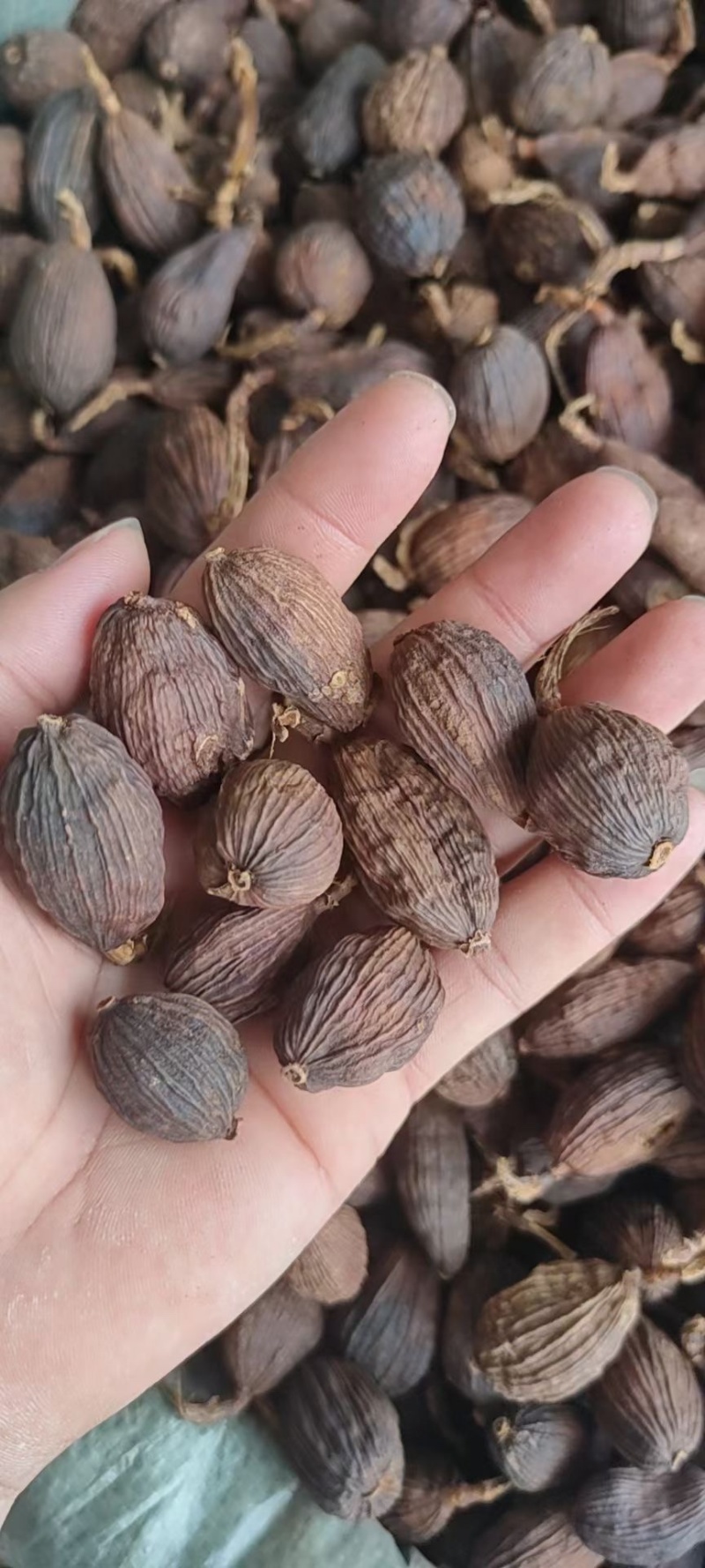 云南草果产地直销大量批发价格实惠