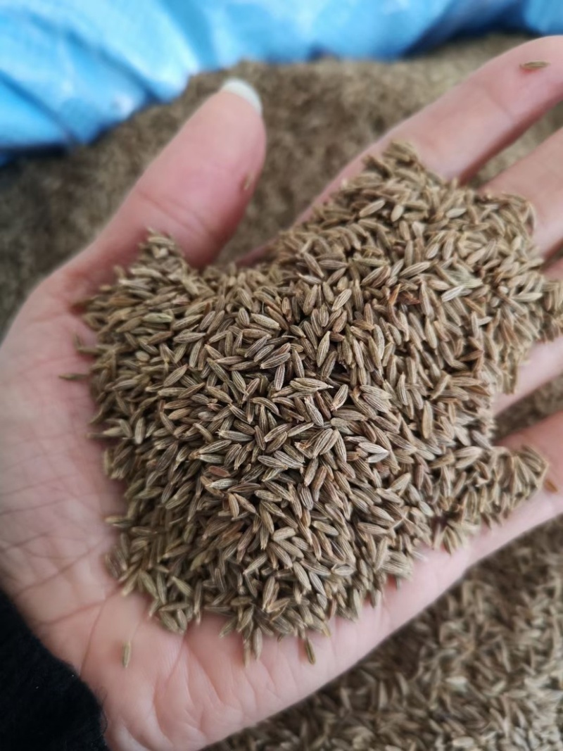 孜然孜然粉批发价格实惠