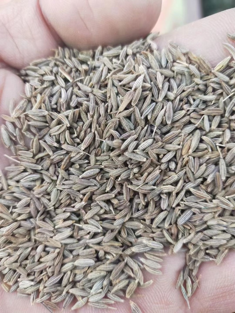 孜然孜然粉批发价格实惠