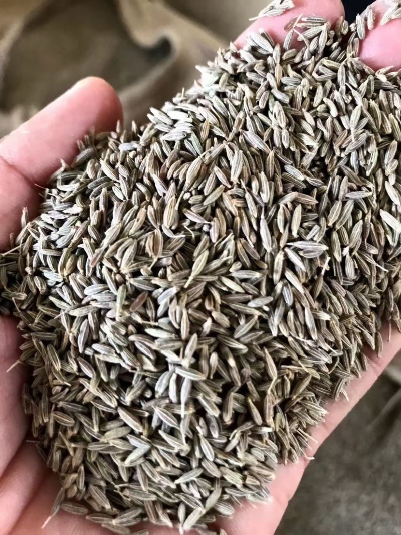 孜然孜然粉批发价格实惠